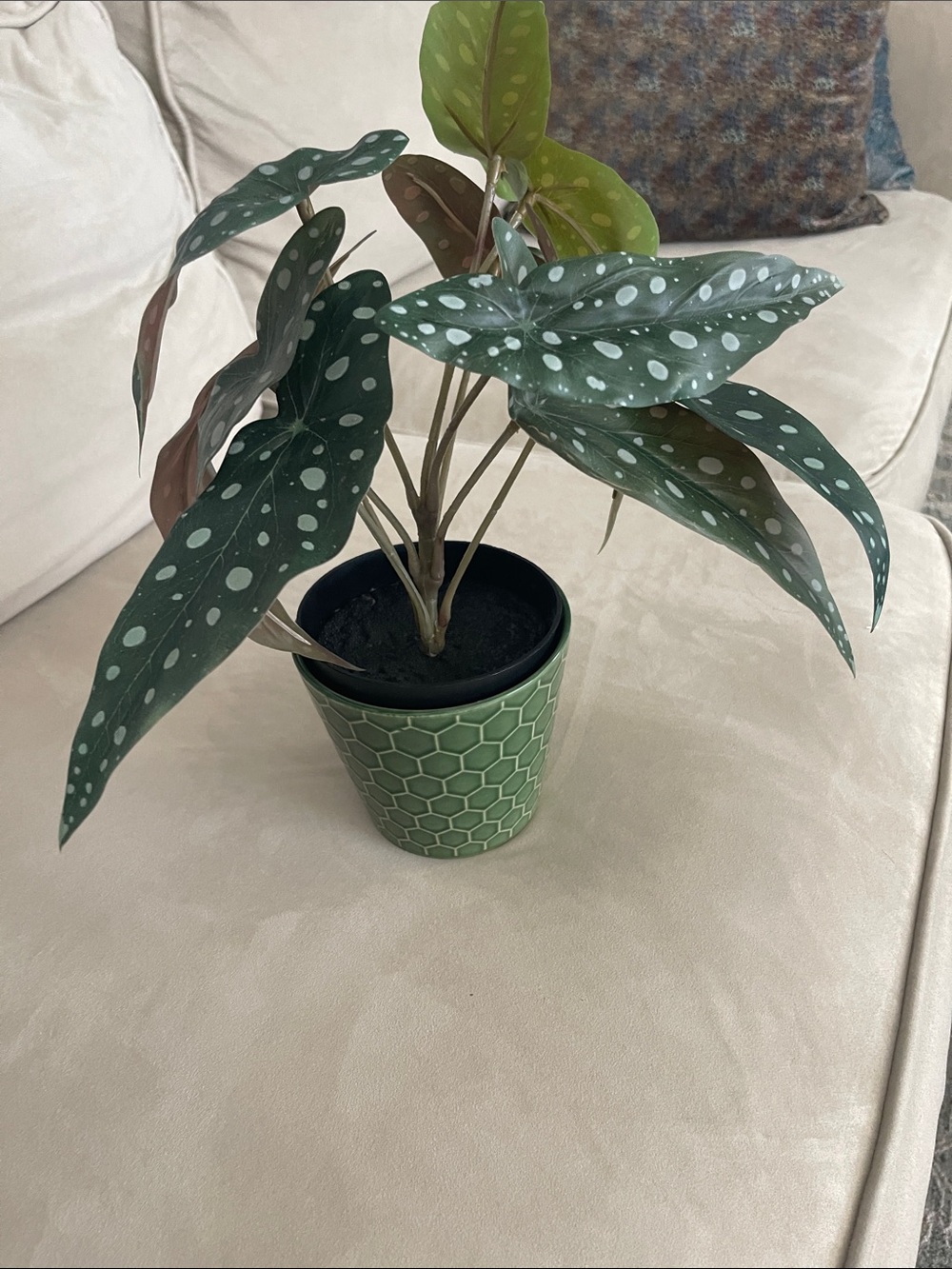Polka Dot Begonia in Green Geometric Pot